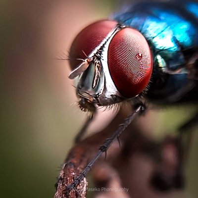 Lalat 