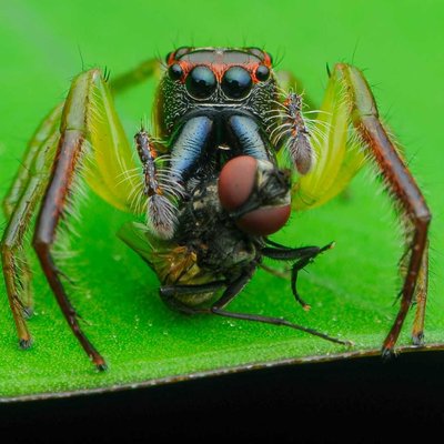 jumping spider male
