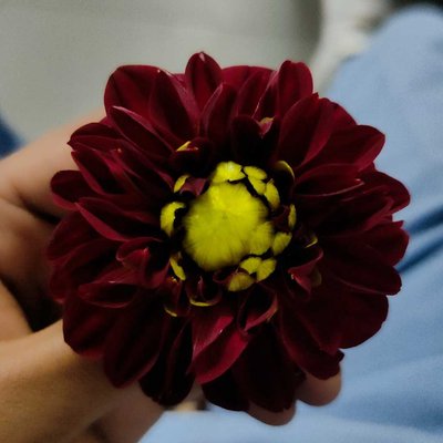 nature flower 🌺🌺🌺
