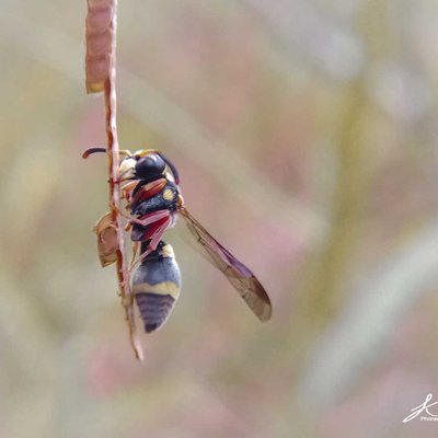 Stenodynerus