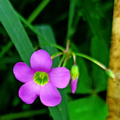 Oxalis latifolia (Calincing)