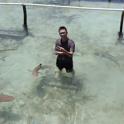 Penangkaran Hiu Karimun Jawa