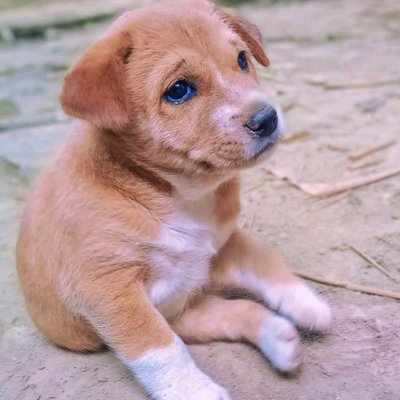 🐶☺️
