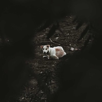 dog 