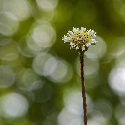 Bokeh.