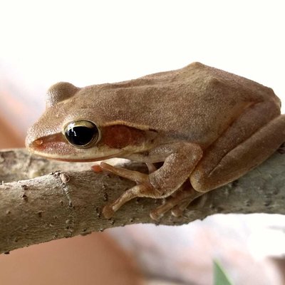  Indian white lipped tree frog