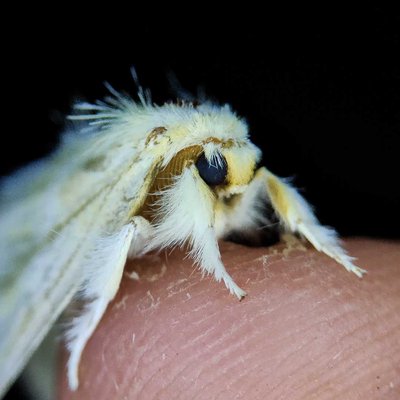 Eyes of the moth 👀