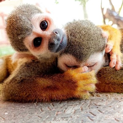 Squirrel Monkeys 🐒