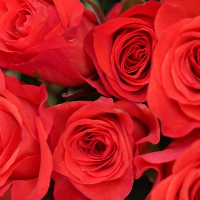 Roses are red