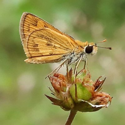 Skipper (Butterfly)