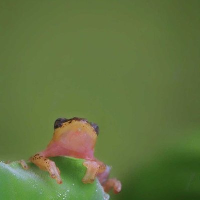 Golden Frog