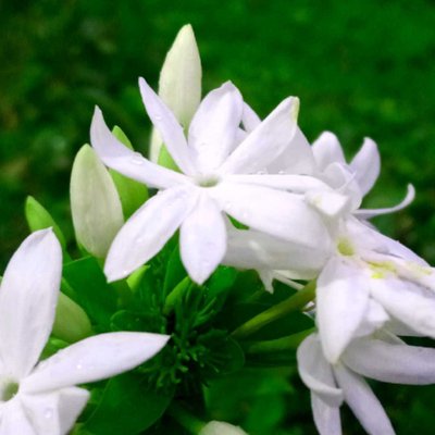 white flower