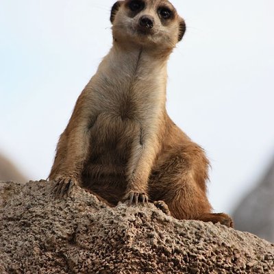 Suricata / Meerkat