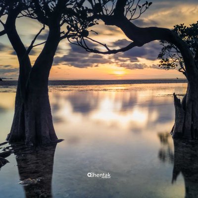 Bakau Menari di Pulau Rote