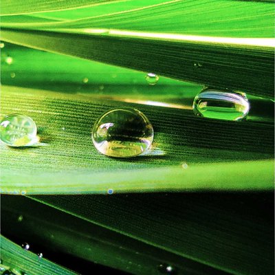 dew drops 
