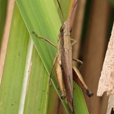 Chorthippus albomarginatus