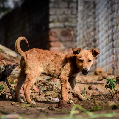 Street Dog