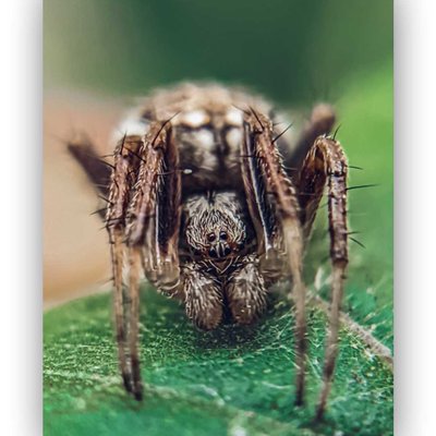 ARANEUS QUADRATUS