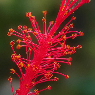 Red Hibiscus Bud 🌺