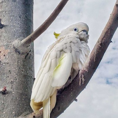 Cacatua