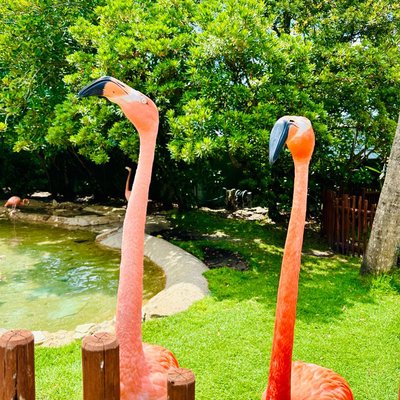Sea World , 🦩