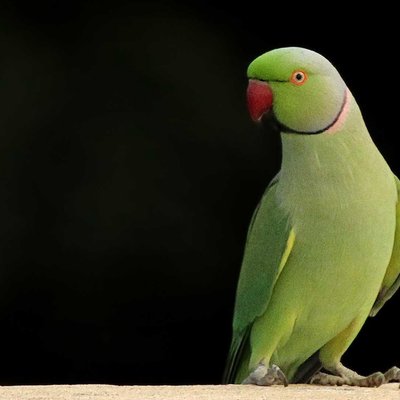 Rose Ringed Parakeet