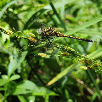 Dragonfly