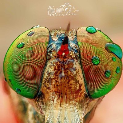 mata robberfly pelangi