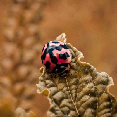 Oenopia conglobata