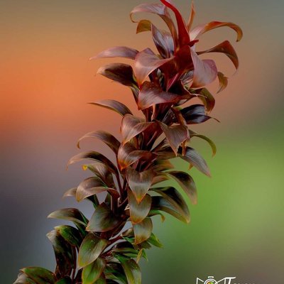 Cordyline Fruticosa