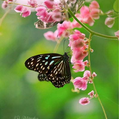 Blue Tiger Butterfly (Tirumala limniace)