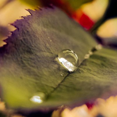 A macro shot 
