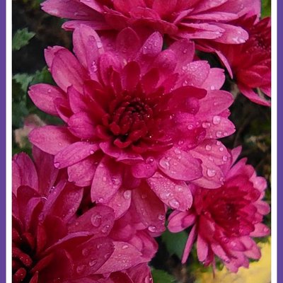 flower 🌺