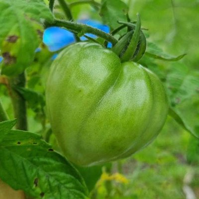 Tomate verde