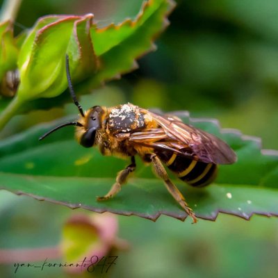 Honey bee