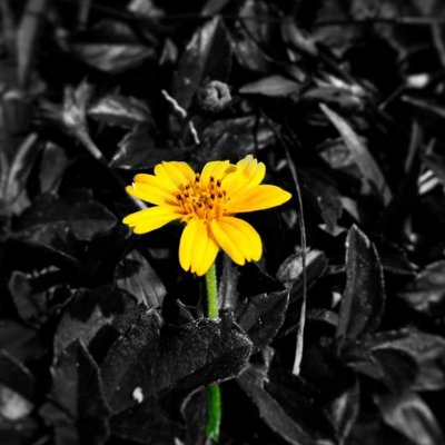 flower