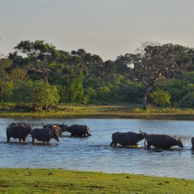 Yala National Park, Sri Lanka