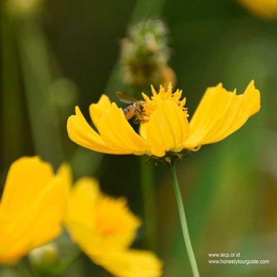 bee n flowers