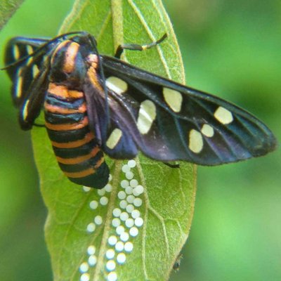  INDIAN WASP MOTH WITH EGGS 