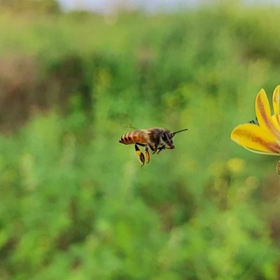 Honey Bee was in flight 