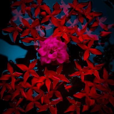 Flower photography 🌹🌸