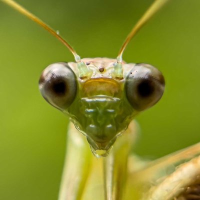 mobile macrophotograhy 