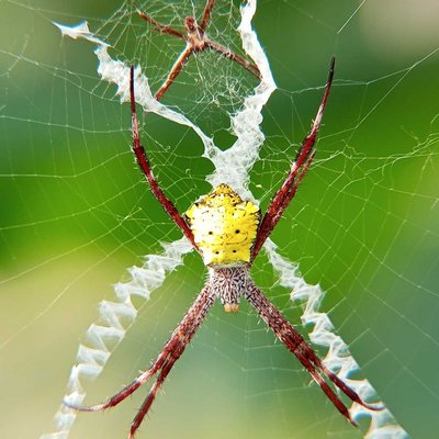 Argiope appensa