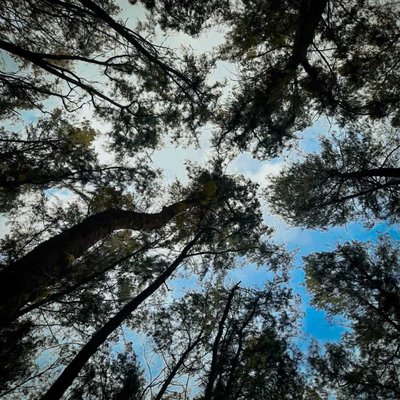 Nargol Gujarat trees 🌳 