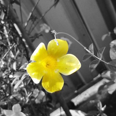 (Allamanda cathartica) 