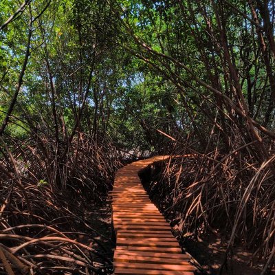 Sharavathi kandla mangroves boardwalk