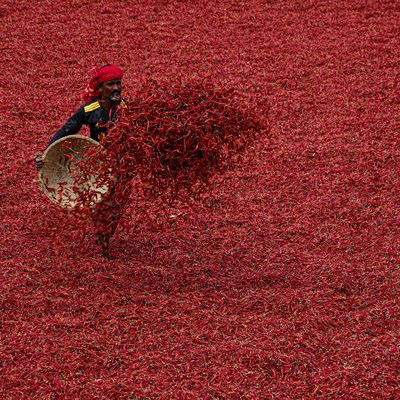 drying chillies 