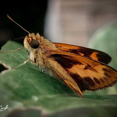 Potanthus omaha