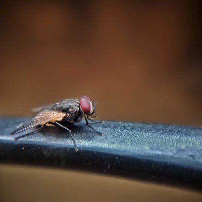 Macro Capture