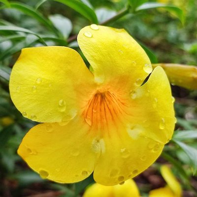 Bunga Alamanda